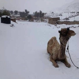Egypt camel