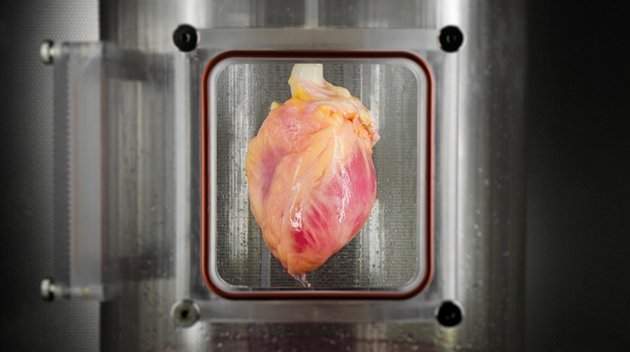 A recellularized heart awaits and grows at a lab. Photo Credit: Center For Regenerative Medicine