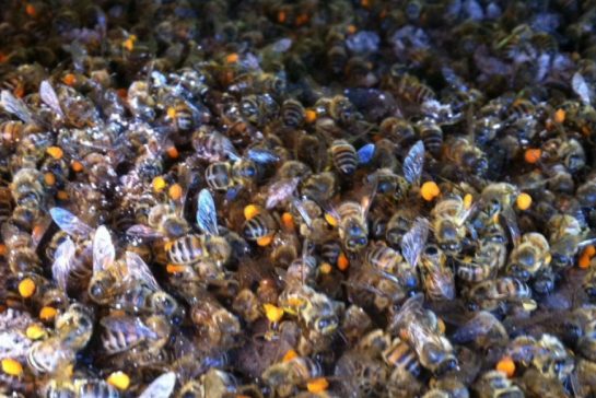 Over 37 Million Bees found Dead After Corn Field Treated With Neonicotinoid Pesticide