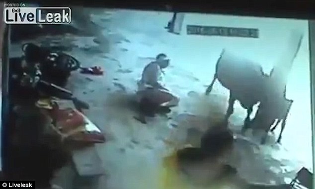 Warning Graphic: Cow Attacks Men Attempting To Stab Girl To Death In Honor Killing [Video]