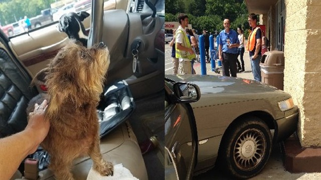 After Woman Leaves Dogs In Car, They Managed To Crash The Car Into Walmart