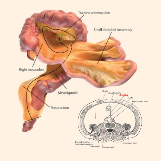 Scientists Have Discovered New Organ Inside The Human Body Called Mesentery In The Digestive System
