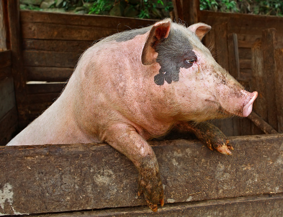 Health Update: 13 Reasons Why Humans Should Not Consume Pork