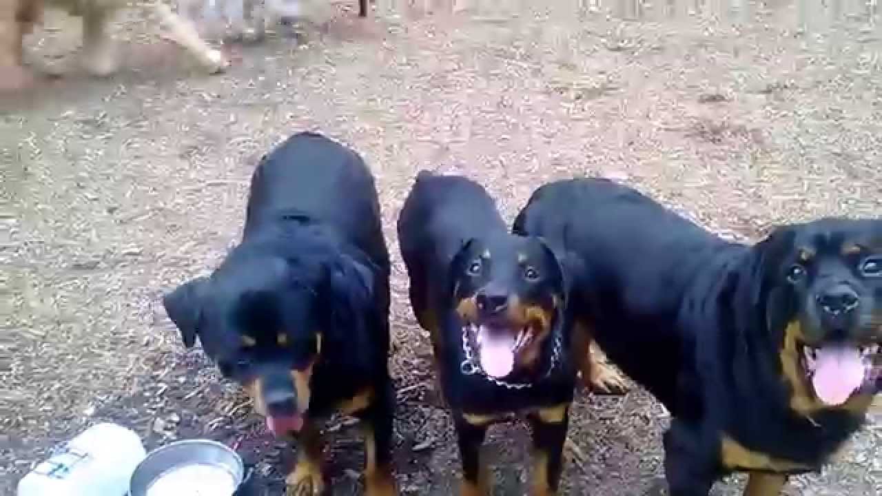Rottweilers Turn On Owner & Tries To Rip Him To Shreds [VIDEO]