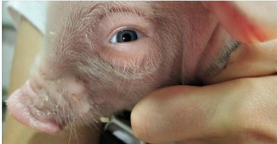 Scientists Have Created A Human Pig Hybrid Although It Raises Ethical Debates