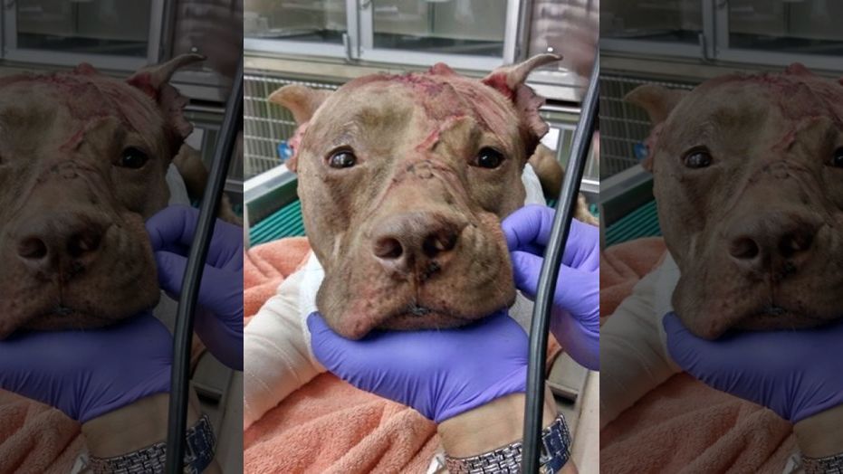 Pitbull In Florida Dies After Being Stabbed 50 Times & Left For Dead In Suitcase