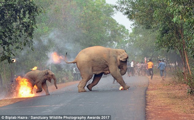 Disturbing Photos Of Mother & Baby Elephants Set On Fire By Hateful Angry Mob!