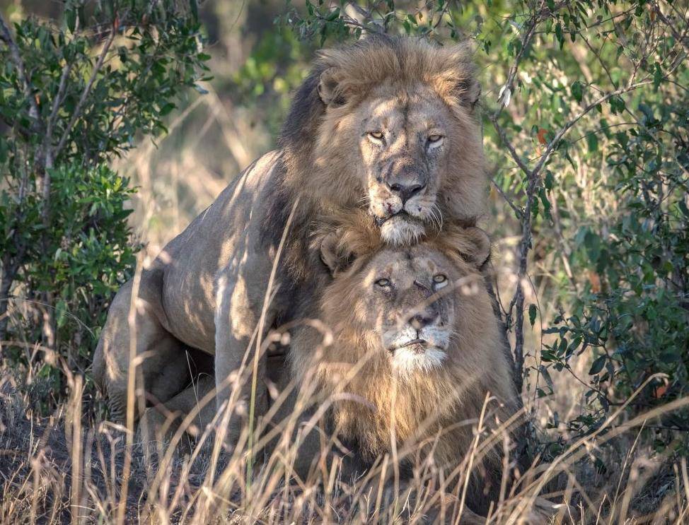Crazy Gay Lions Ordered Isolated In Kenya, The Officials Call The Lions Homosexual