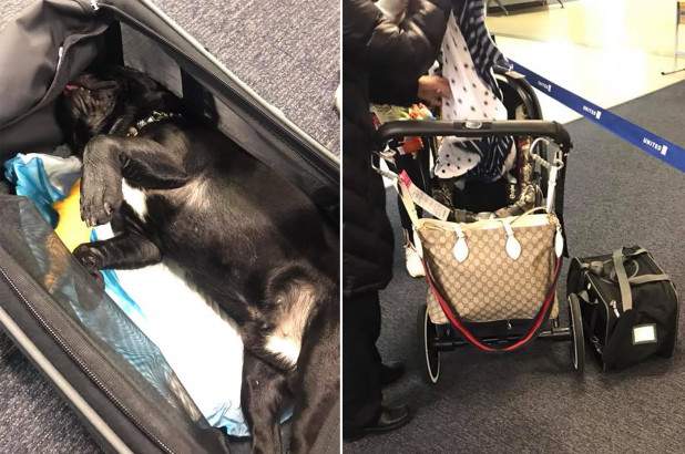 United Airlines Flight Attendant Forces Dog In Overhead Compartment & Dog Dies