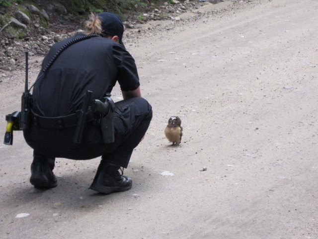 owl and officer
