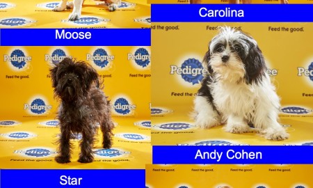 Puppy bowl