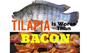tilapia
