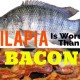 tilapia