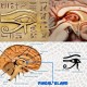 pineal gland
