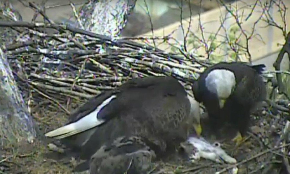 Breaking News Video Of Bald Eagle Feeding Cat To Eaglets Goes Viral