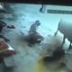 Warning Graphic: Cow Attacks Men Attempting To Stab Girl To Death In Honor Killing [Video]