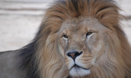 Lions Killed By Zookeepers In Chile Zoo After Eating A Man Who Entered The Lions Den Naked