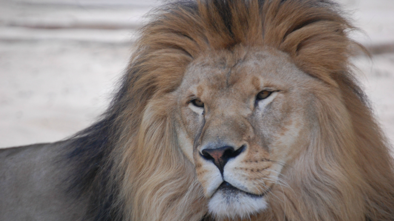 Lions Killed By Zookeepers In Chile Zoo After Eating A Man Wh Entered The Lions Den Naked