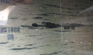 Large Alligator In Florida Was Seen With A Human Body In Its Mouth