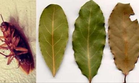 Placing A few Of These Leaves In The Corners Of Your Home Will Get Rid Of Cockroaches Forever
