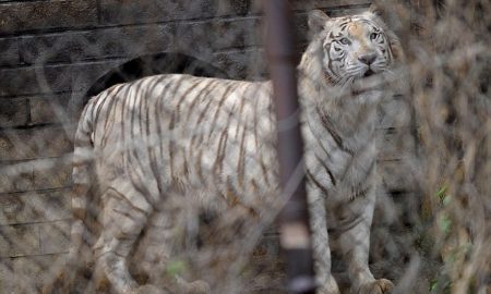 Siberian Tiger Mauled Woman To Death At Chinese Wildlife Park [Video]