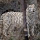 Siberian Tiger Mauled Woman To Death At Chinese Wildlife Park [Video]