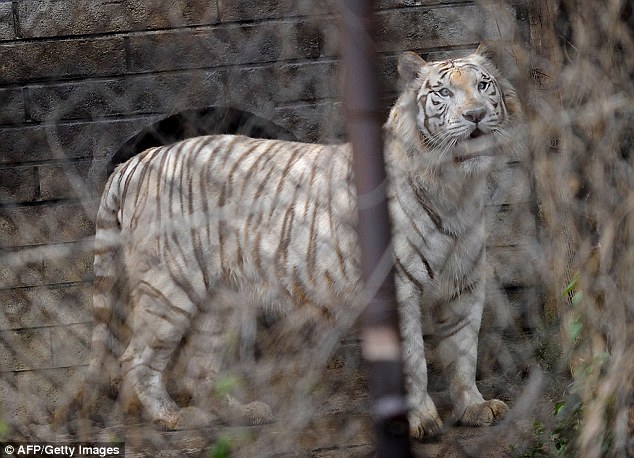 Siberian Tiger Mauled Woman To Death At Chinese Wildlife Park [Video]