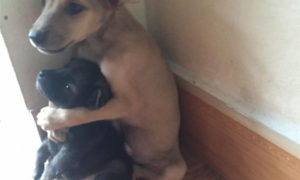Total Cuteness!!! Two Rescued Puppies Can't Stop Hugging Each Other