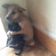 Total Cuteness!!! Two Rescued Puppies Can't Stop Hugging Each Other