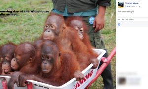 Pennsylvania Mayor Urged To Resign After Posting Picture of Apes In A Wheelbarrow Captioned “Aww...Moving Day At The Whitehouse