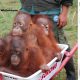 Pennsylvania Mayor Urged To Resign After Posting Picture of Apes In A Wheelbarrow Captioned “Aww...Moving Day At The Whitehouse