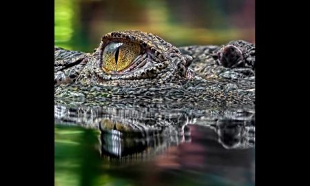 Woman Trying To Take A Selfie With A Crocodile Gets Bitten By The Reptile Instead
