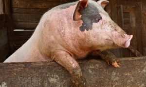 Health Update: 13 Reasons Why Humans Should Not Consume Pork