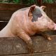 Health Update: 13 Reasons Why Humans Should Not Consume Pork