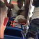 Girl Beats The Crap Out Of Her Own Mother On A Crowded Bus While Everybody Sits & Watch