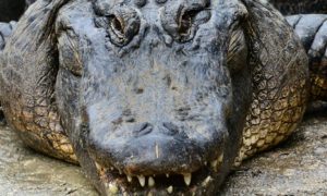 Disney Hot Air Balloon Landed In Aligator Infested Pond Carrying 17 People Inside