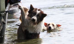 Rescuers Saved More Than 50 Pets Left Behind In Florida To Survive Hurricane Irma Alone