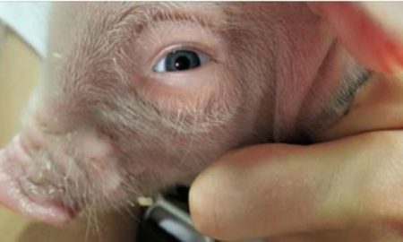Scientists Have Created A Human Pig Hybrid Although It Raises Ethical Debates
