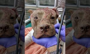 Pitbull In Florida Dies After Being Stabbed 50 Times & Left For Dead In Suitcase