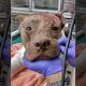 Pitbull In Florida Dies After Being Stabbed 50 Times & Left For Dead In Suitcase