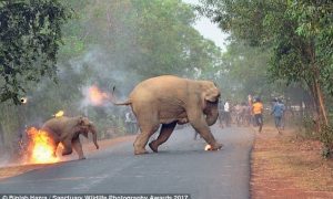 Disturbing Photos Of Mother & Baby Elephants Set On Fire By Hateful Angry Mob!