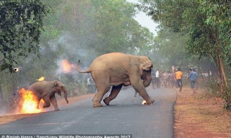 Disturbing Photos Of Mother & Baby Elephants Set On Fire By Hateful Angry Mob!