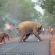 Disturbing Photos Of Mother & Baby Elephants Set On Fire By Hateful Angry Mob!