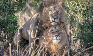 Crazy Gay Lions Ordered Isolated In Kenya, The Officials Call The Lions Homosexual