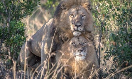 Crazy Gay Lions Ordered Isolated In Kenya, The Officials Call The Lions Homosexual