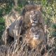 Crazy Gay Lions Ordered Isolated In Kenya, The Officials Call The Lions Homosexual