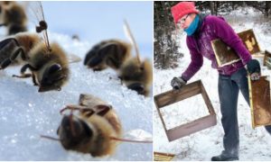 Two Boys 12 & 13 Facing 10 Years In Prison For Killing A Half Million Bees Setting Them On Fire & Destroying Business