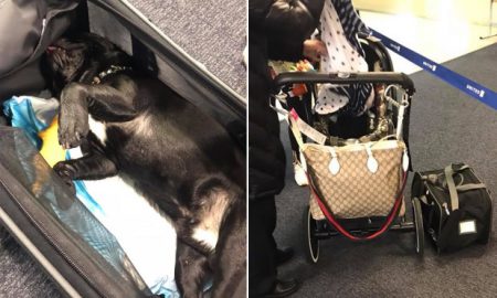 United Airlines Flight Attendant Forces Dog In Overhead Compartment & Dog Dies