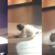 Watch: Talk Show Phenom Oprah Winfrey Takes A Big Tumble On Stage and Feet Were In The Air